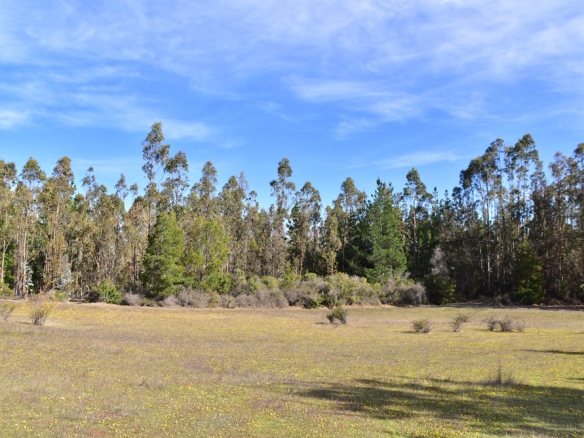 Zona Riachuelos – Parque La Ligua