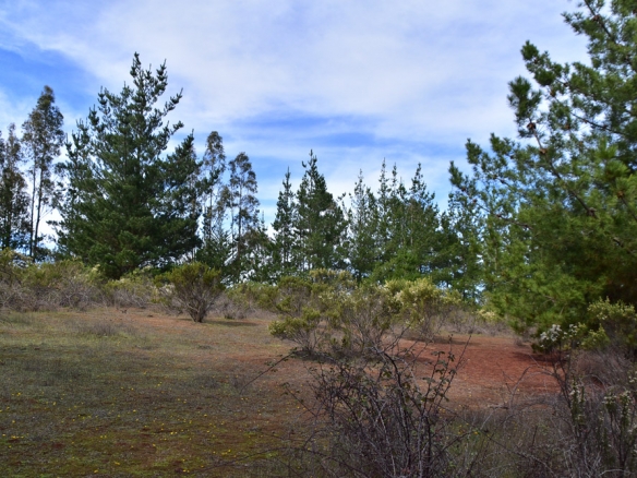 Zona Riachuelos – Parque La Ligua
