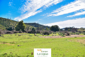 Zona Valle – Parque La Ligua [Bucalemu]