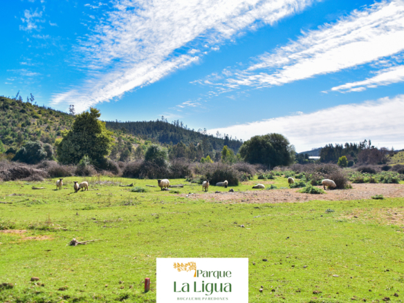 Zona Valle – Parque La Ligua [Bucalemu]
