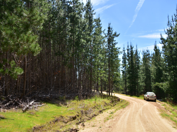 [Pichilemu] Parcela semiplana con bosque y vista al mar