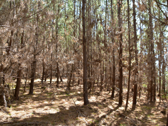 [Pichilemu] Parcela semiplana con bosque y vista al mar