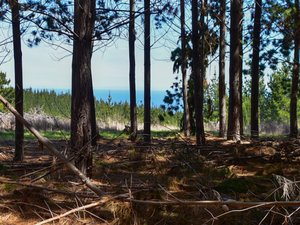 [Pichilemu] Parcela semiplana con bosque y vista al mar