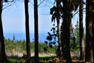 [Pichilemu] Parcela semiplana con bosque y vista al mar